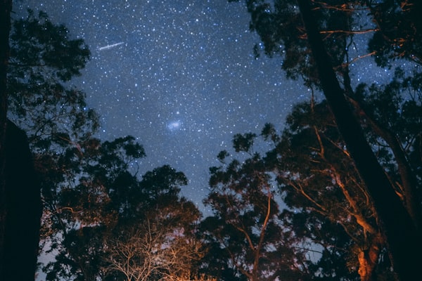 家庭在森林中使用威廉希尔露营装备进行荒野露营